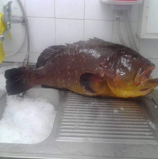 cernia nel ristorante bruno alla lungaretta