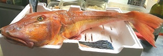 gallinella di mare nel ristorante bruno alla lungaretta